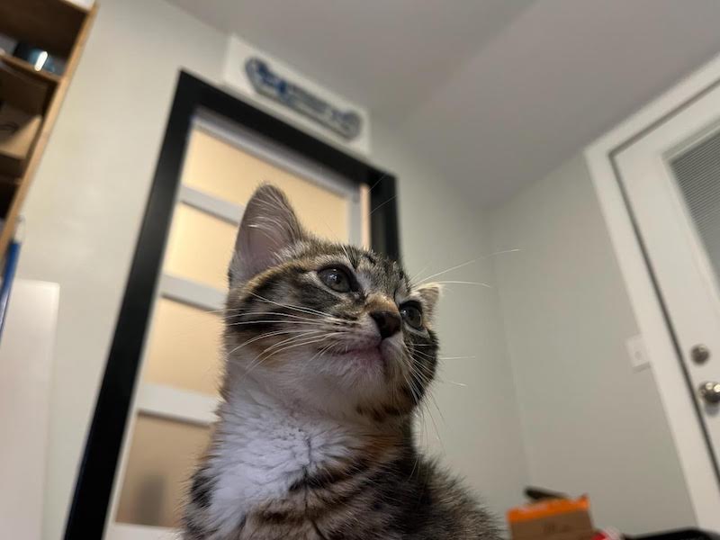 The Long-Awaited Kitten Post